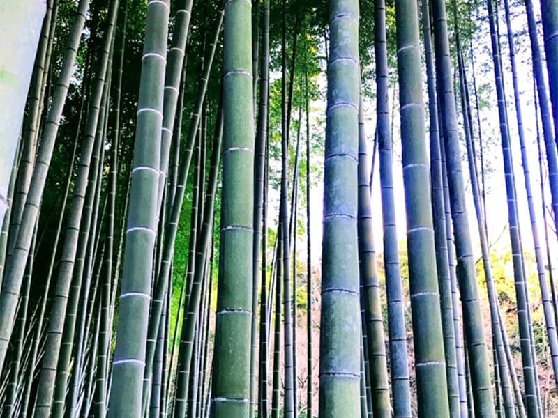 放置竹林の伐採