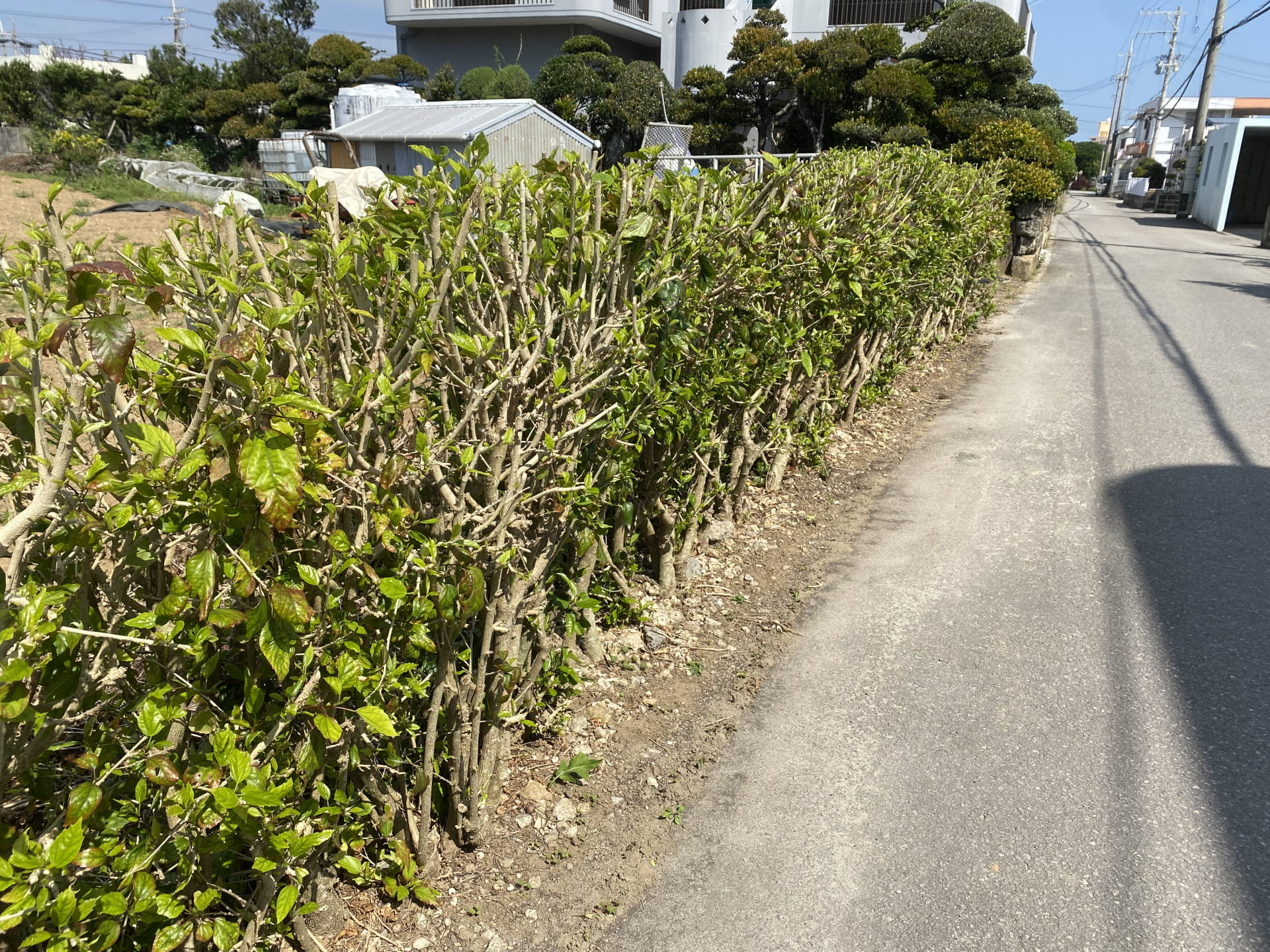 高い木を処理する2つの方法：伐採or芯止め