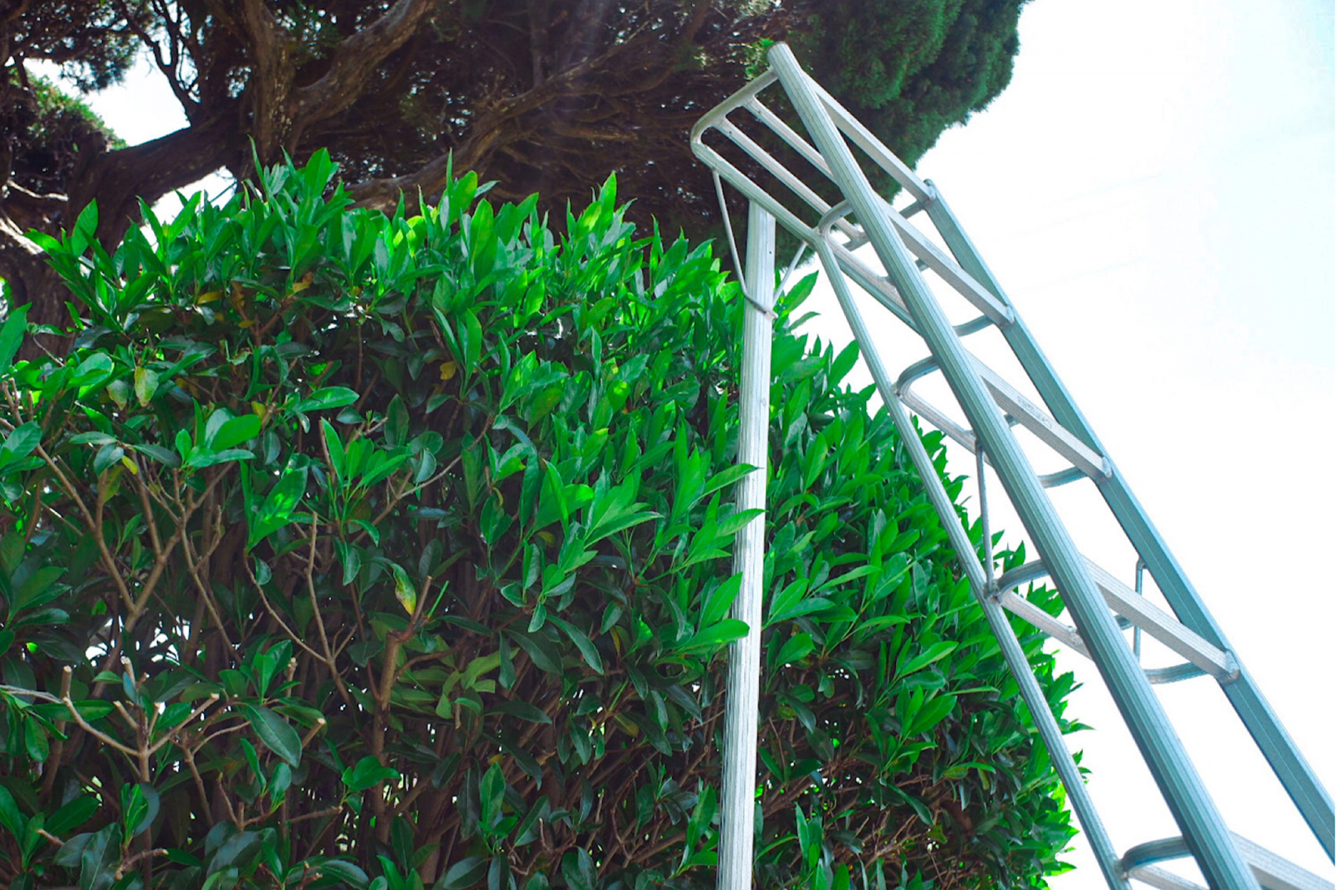 【準備編】自分で高い木を切るために必要な道具とコスト