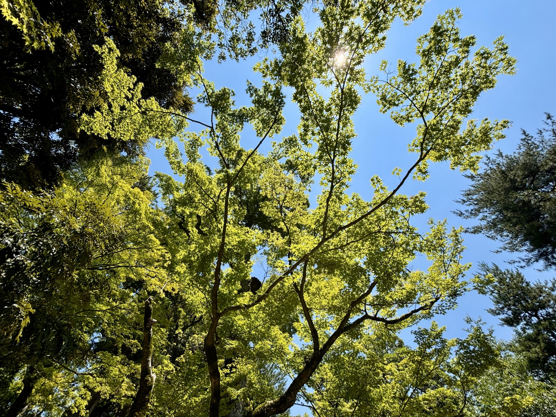 高い木の伐採方法は？自分で切る方法・道具・費用｜業者依頼の方法など