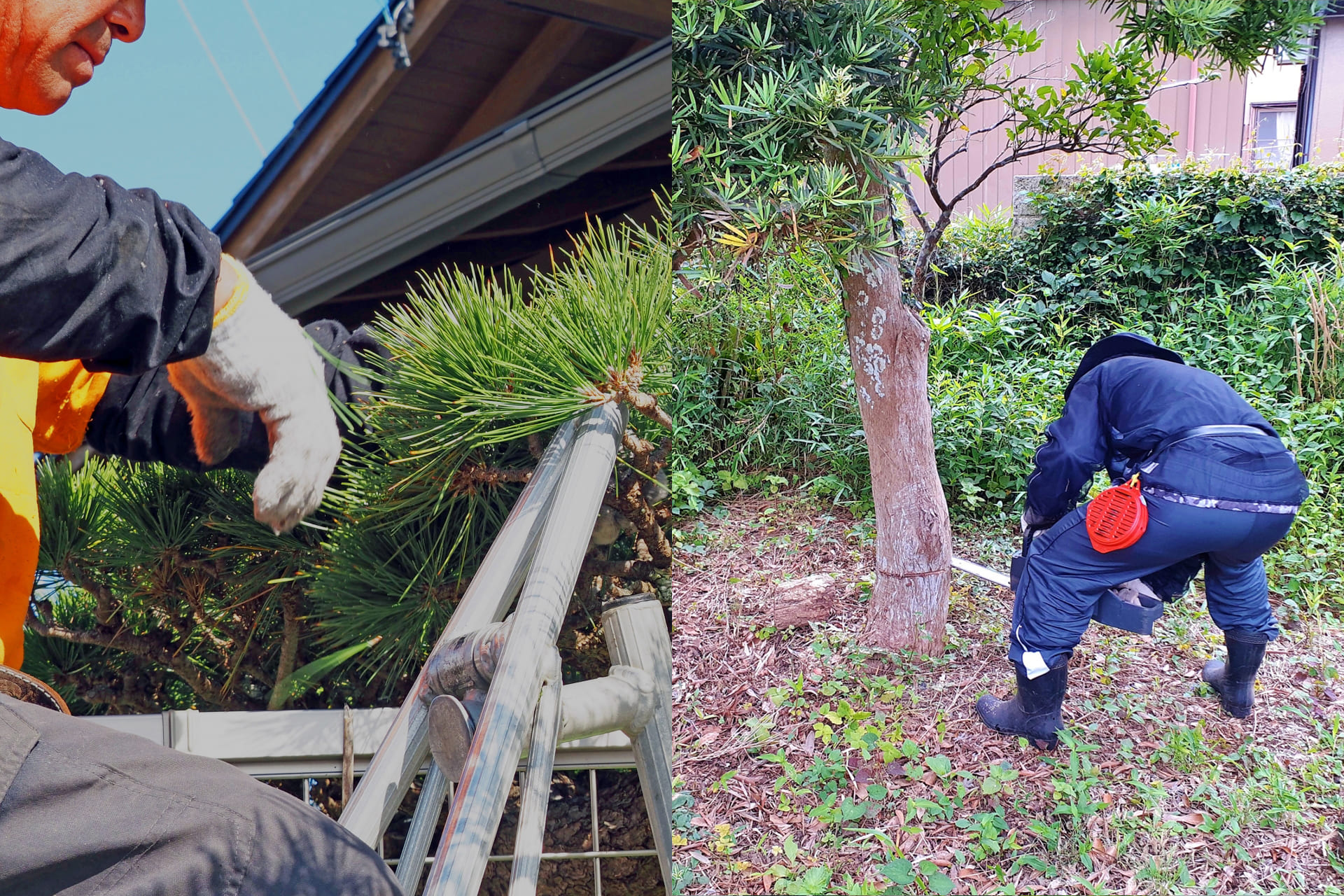 伐採と剪定の違いとは？【一目でわかる比較表】