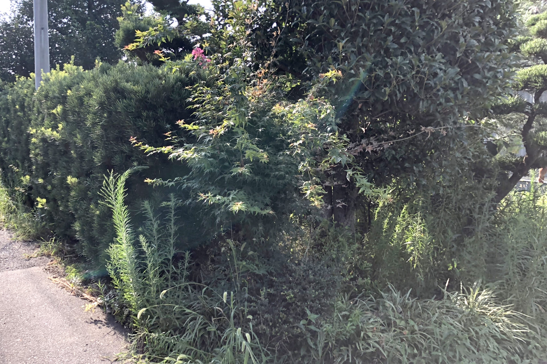 放置は危険！庭木の手入れを怠ることで生じる3つのリスク