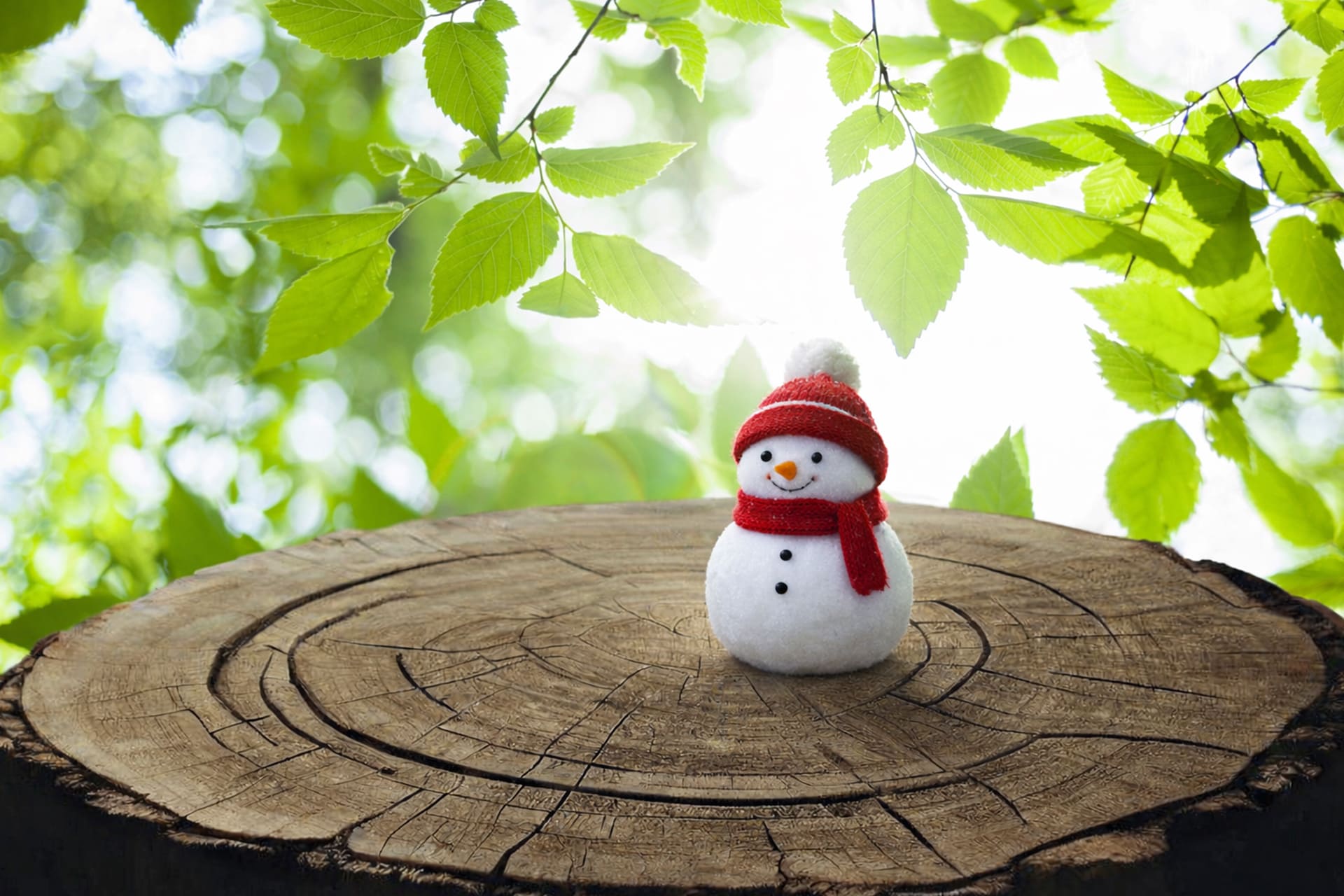 伐採・剪定に最適な時期とタイミング