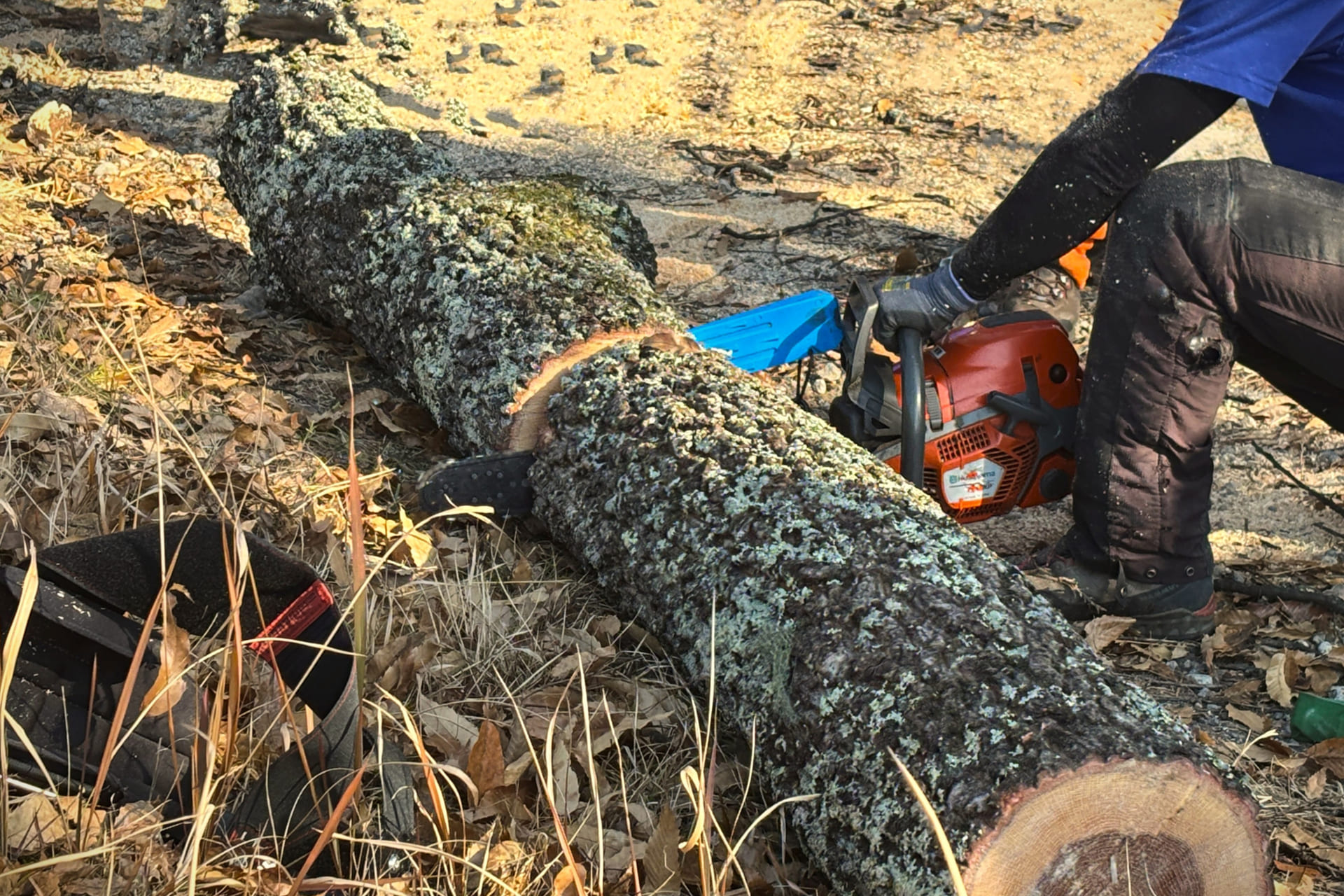 伐採や剪定は自分でできる？業者に頼むべき？